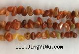 CAA3807 15.5 inches 8*12mm - 10*14mm chips red agate beads wholesale