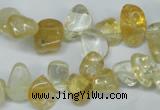 CCH312 15.5 inches 10*15mm citrine chips gemstone beads wholesale