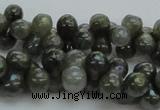 CLB631 15.5 inches 6*12mm bone AB-color labradorite beads